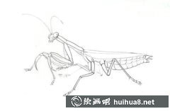 工筆畫技法繪螳螂教程
