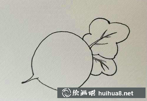 蘿卜葉子
