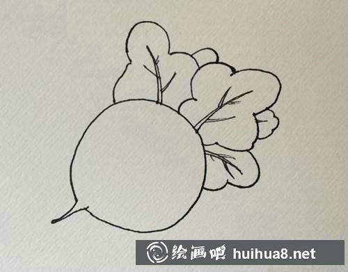 蘿卜葉子層次