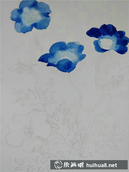 粉蝶花水彩畫(huà)步驟1