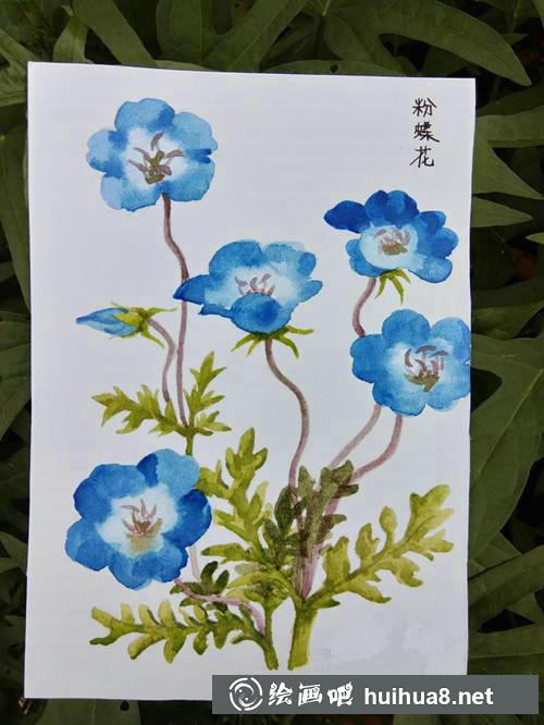 粉蝶花水彩畫(huà)步驟4