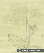 蝴蝶蘭繪畫教程