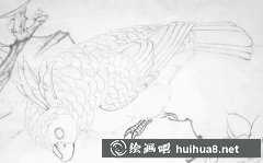 鸚鵡工筆畫教程分享