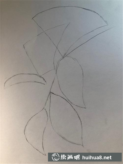 桂花的輪廓