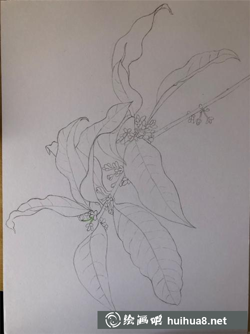 桂花細節(jié)