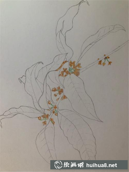 桂花上色