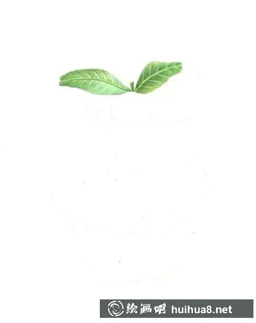 繪制葉脈
