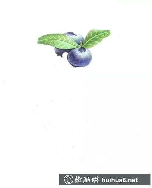 繪制藍(lán)莓