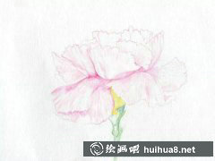 彩鉛繪康乃馨步驟詳解