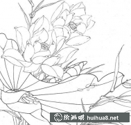 白蓮工筆畫步驟詳解