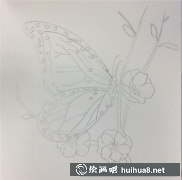 彩鉛蝴蝶繪制技巧