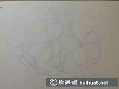 雞蛋花彩鉛畫教學(xué)步驟