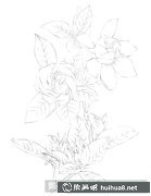 梔子花彩鉛繪制教程