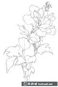木槿花彩鉛繪教程