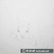水彩松鼠繪制教程