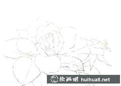 月季花水彩畫法技巧分享