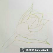 玉簪花繪制指南