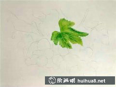 葡萄繪畫(huà)教程