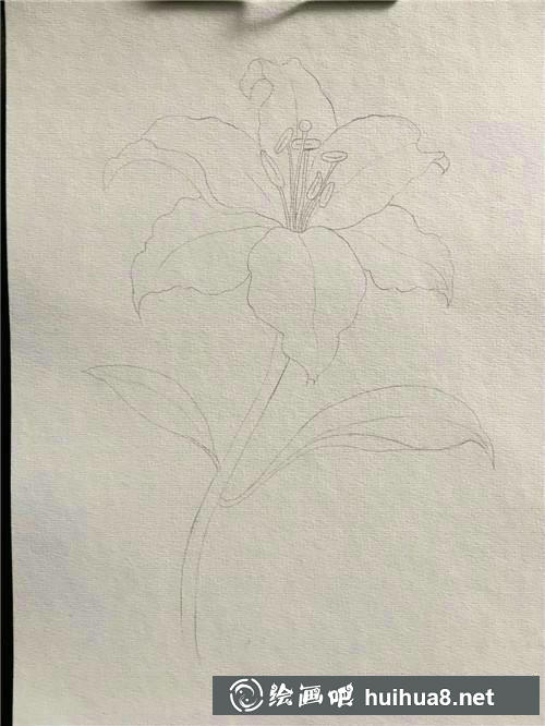 櫻花輪廓
