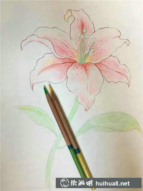 櫻花綠葉
