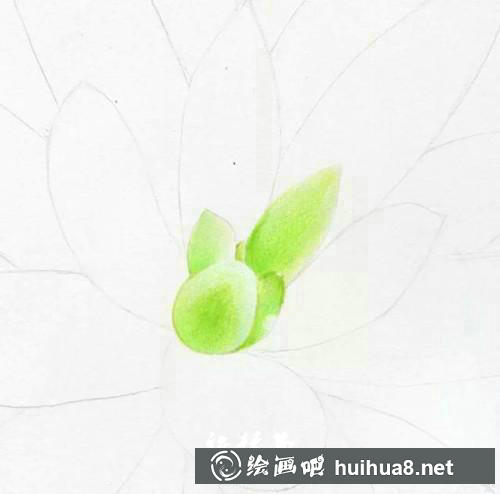 多肉彩鉛繪畫步驟2