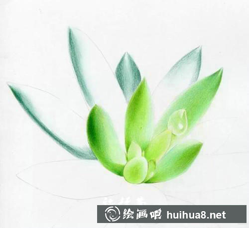 多肉彩鉛繪畫步驟4