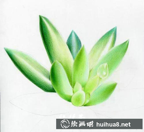 多肉彩鉛繪畫步驟5