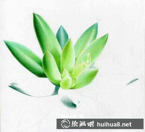 多肉彩鉛繪畫步驟6