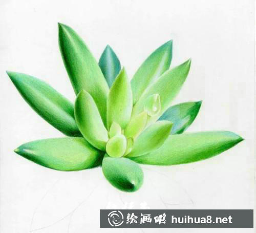 多肉彩鉛繪畫步驟7