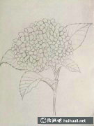 繡球花彩鉛畫法指南