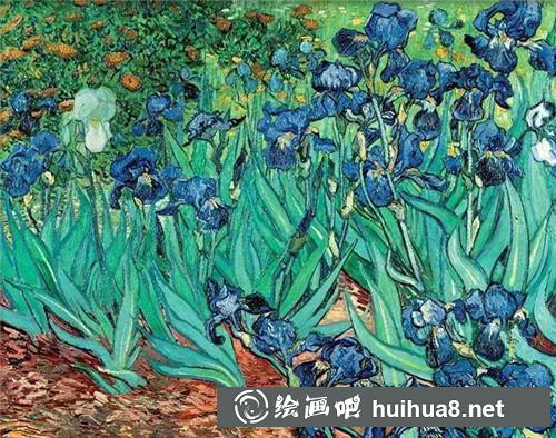 鳶尾花