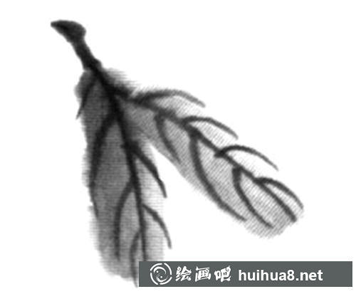 枇杷畫法二