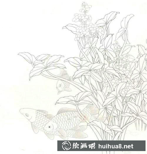鯽魚工筆畫步驟一