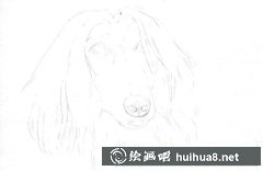 狗狗素描畫(huà)教程：可愛(ài)狗狗繪制方法