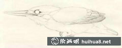 黃鸝畫法工筆步驟詳解