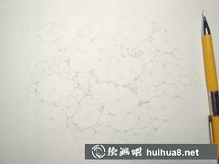 水彩植物教程銅錢草畫法