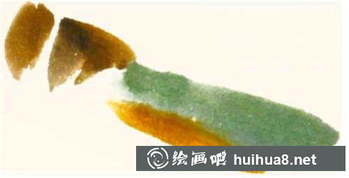 蝗蟲腹部繪制步驟