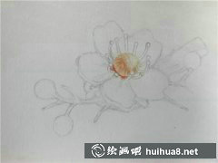 彩鉛繪梨花步驟詳解