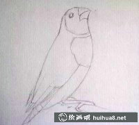 彩鉛教程：繪七彩鳥技巧分享
