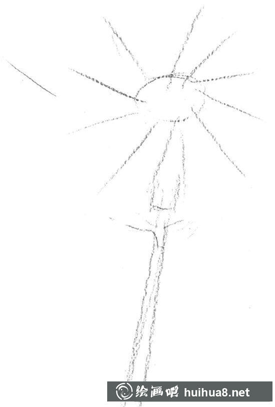 蒲公英內(nèi)部線條