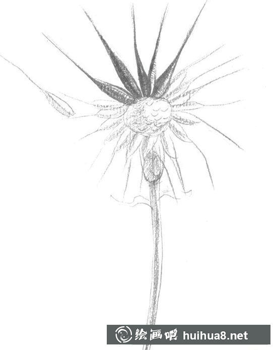 蒲公英花芯細節(jié)