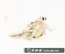 寄居蟹水彩畫(huà)教程入門(mén)