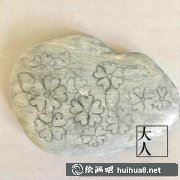 如何繪制報春花圖