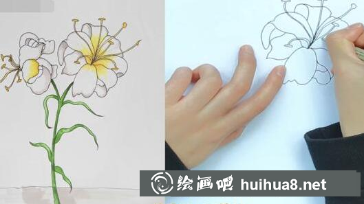 百合花花蕊繪制步驟
