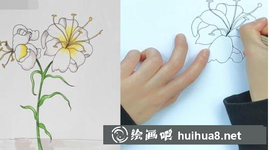 百合花根莖和葉子繪制步驟