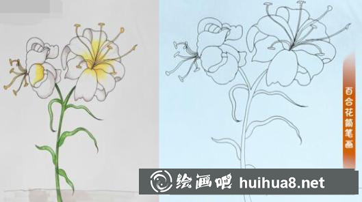 百合花上色步驟