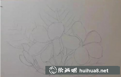 彩鉛雞蛋花教程分享繪雞蛋花技巧