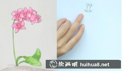 蝴蝶蘭簡筆畫繪制技巧
