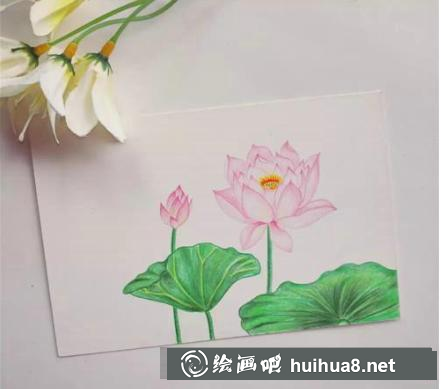 荷花彩鉛畫