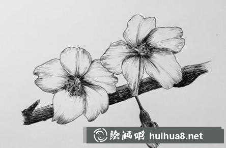 櫻花鋼筆畫(huà)教程3